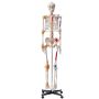 Cilvēka skeleta modelis 182 cm, PVC, ar kustīgām locītavām un saitēm