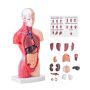 Cilvēka rumpja anatomijas modelis, 15 daļas, 11 collas