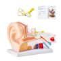 Cilvēka auss anatomijas modelis, 3 daļas, 5x palielinājums, PVC