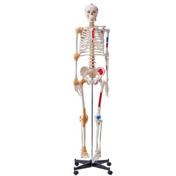 Cilvēka skeleta modelis 182 cm, PVC, ar kustīgām locītavām un saitēm