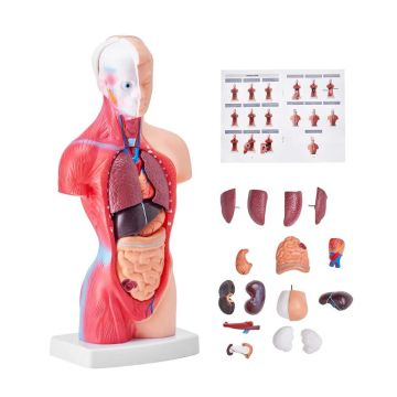 Cilvēka rumpja anatomijas modelis, 15 daļas, 11 collas