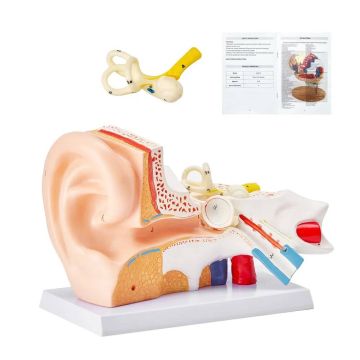 Cilvēka auss anatomijas modelis, 3 daļas, 5x palielinājums, PVC
