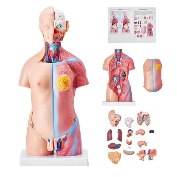 Cilvēka ķermeņa anatomijas modelis, 23 daļas, 18 collas