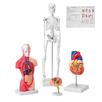 Cilvēka anatomijas 3D modeļa komplekts, 4 daļas (smadzenes, sirds, rumpis, skelets)